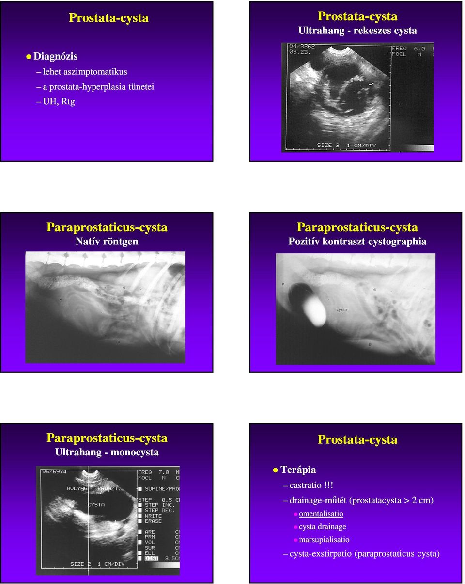 cystographia Paraprostaticus-cysta cysta Ultrahang - monocysta -cysta Terápia castratio!