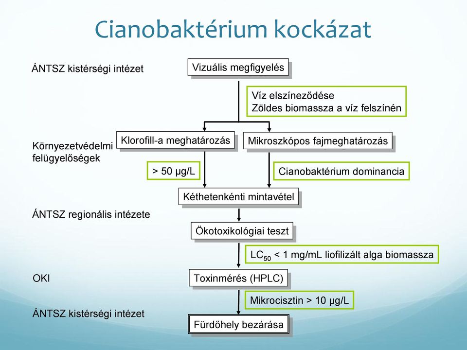 Cianobaktérium dominancia ÁNTSZ regionális intézete Kéthetenkénti mintavétel Ökotoxikológiai teszt teszt LC 50 < 1