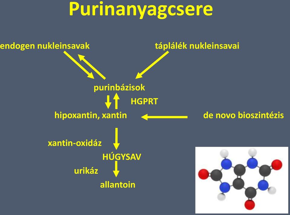 hipoxantin, xantin HGPRT de novo