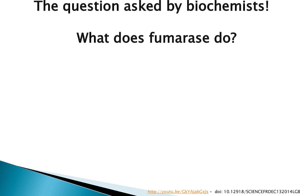 What does fumarase do?