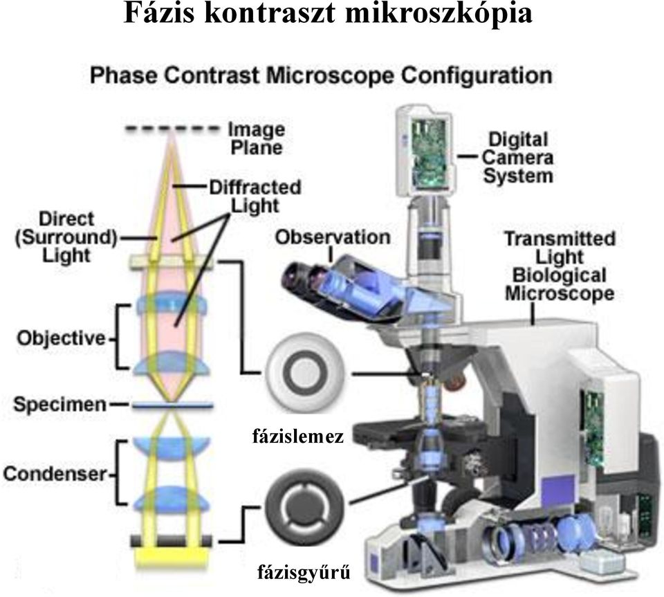 MIKROSZKÓPIA. "mikrosz" (kicsiny) "szkopeo" (nézek) - PDF Free Download