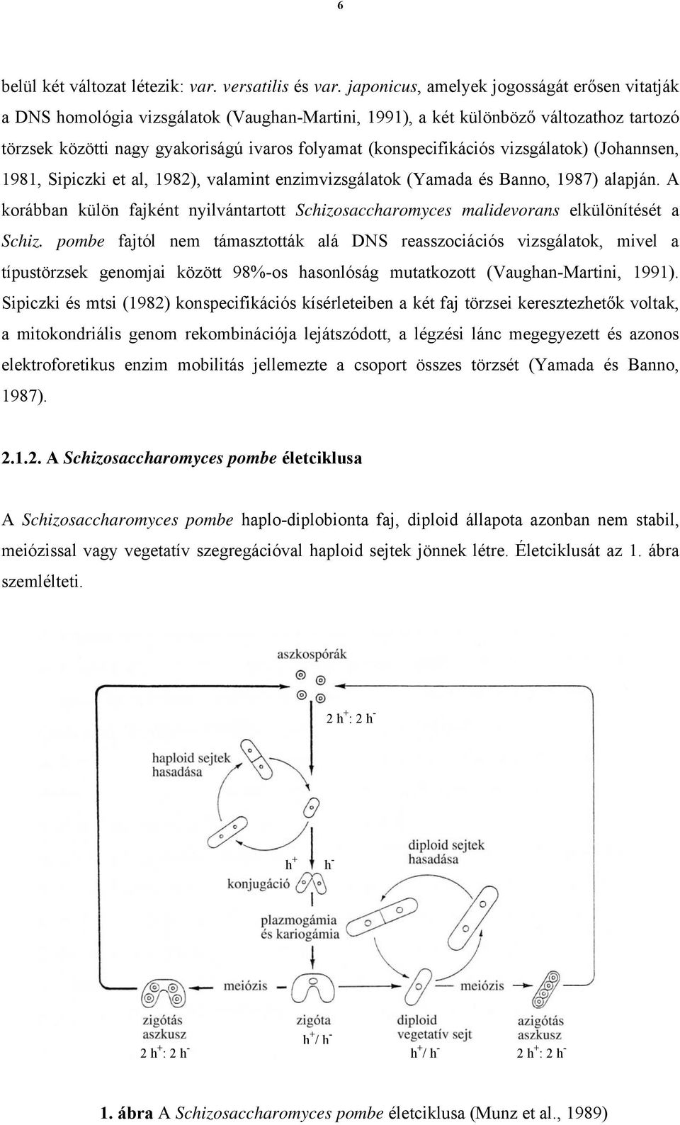 (konspecifikációs vizsgálatok) (Johannsen, 1981, Sipiczki et al, 1982), valamint enzimvizsgálatok (Yamada és Banno, 1987) alapján.