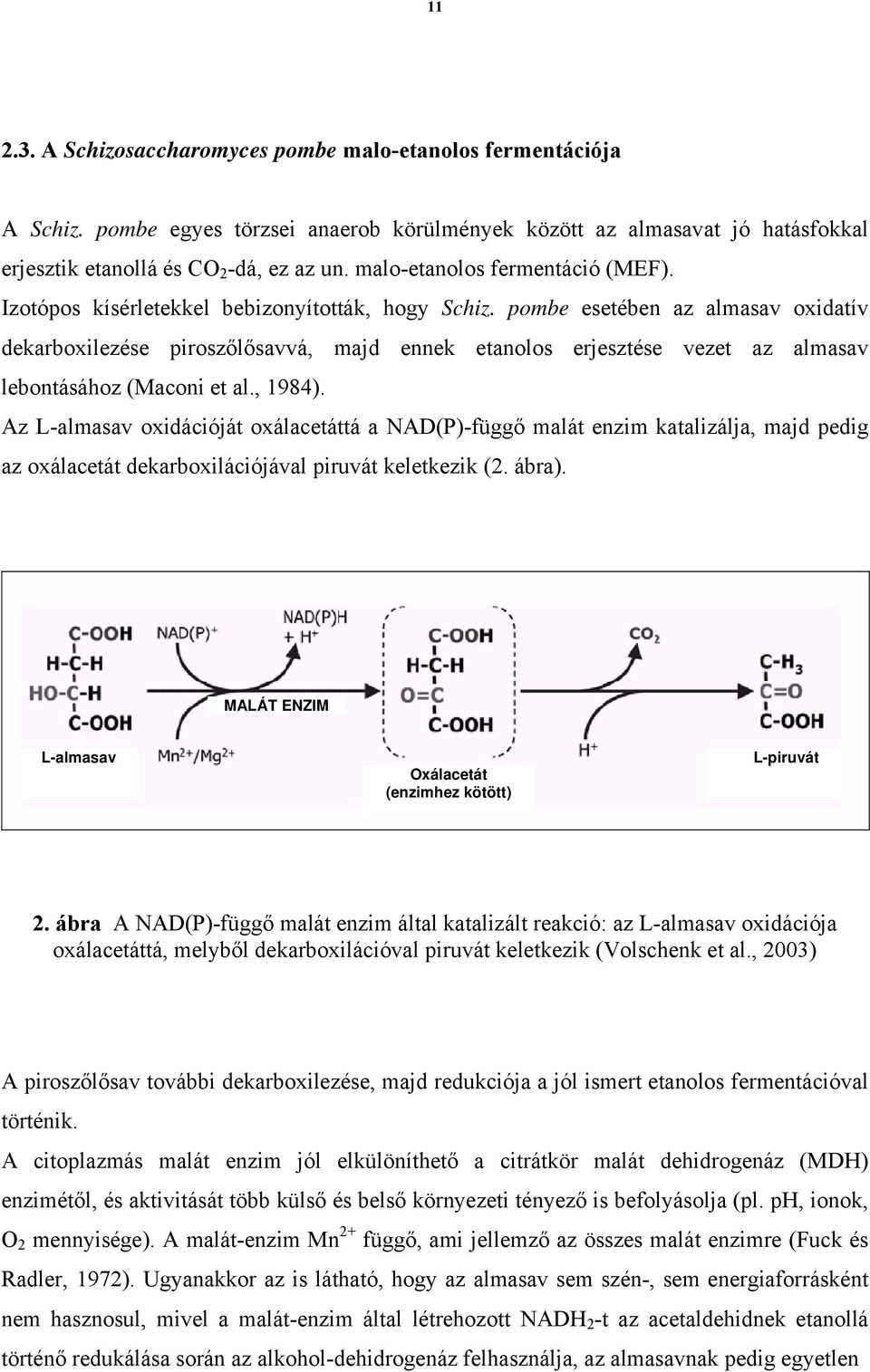 pombe esetében az almasav oxidatív dekarboxilezése piroszőlősavvá, majd ennek etanolos erjesztése vezet az almasav lebontásához (Maconi et al., 1984).