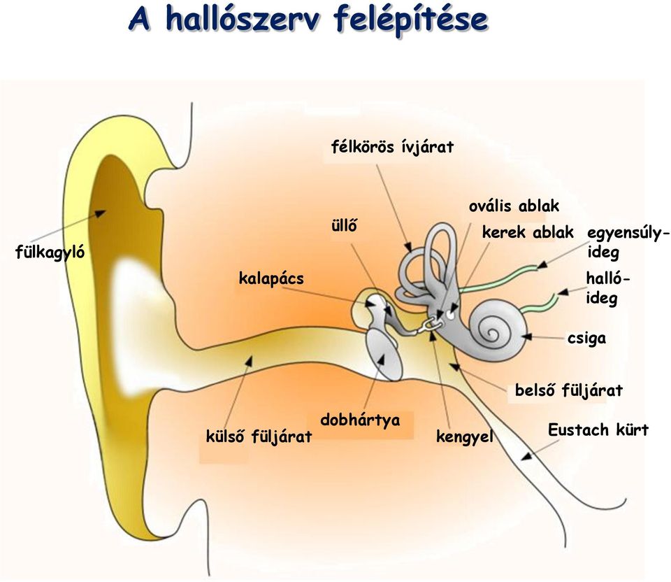 egyensúlyideg kalapács hallóideg csiga belső