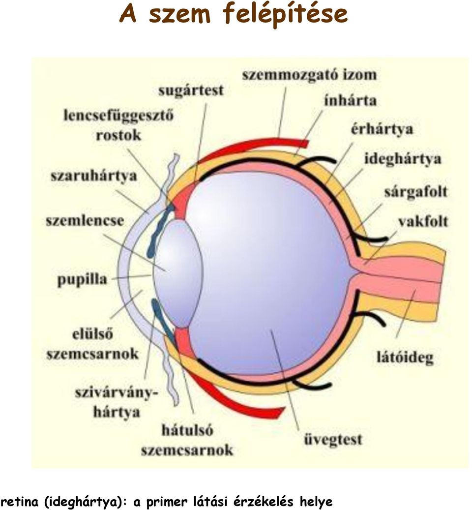 a látás súlyosbítja a szemfájdalmat gyorsan elvesztette a látását