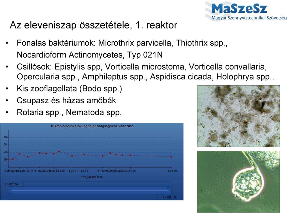 , Nocardioform Actinomycetes, Typ 021N Csillósok: Epistylis spp, Vorticella microstoma,