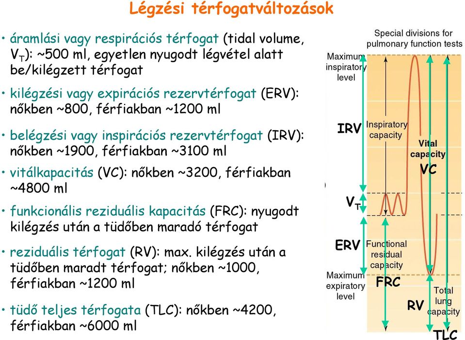 vitálkapacitás (VC): nıkben ~3200, férfiakban ~4800 ml funkcionális reziduális kapacitás (FRC): nyugodt kilégzés után a tüdıben maradó térfogat reziduális