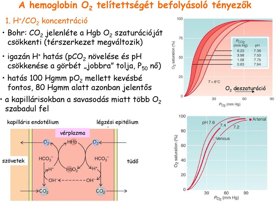 + hatás (pco 2 növelése és ph csökkenése a görbét jobbra tolja, P 50 nı) hatás 100 Hgmm po 2 mellett kevésbé