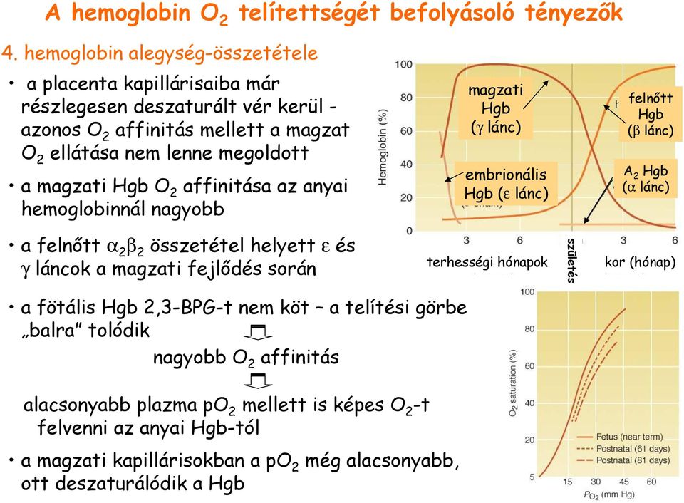 Hgb O 2 affinitása az anyai hemoglobinnál nagyobb magzati Hgb (γ lánc) embrionális Hgb (ε lánc) felnıtt Hgb (β lánc) A 2 Hgb (α lánc) a felnıtt α 2 β 2 összetétel helyett ε és γ