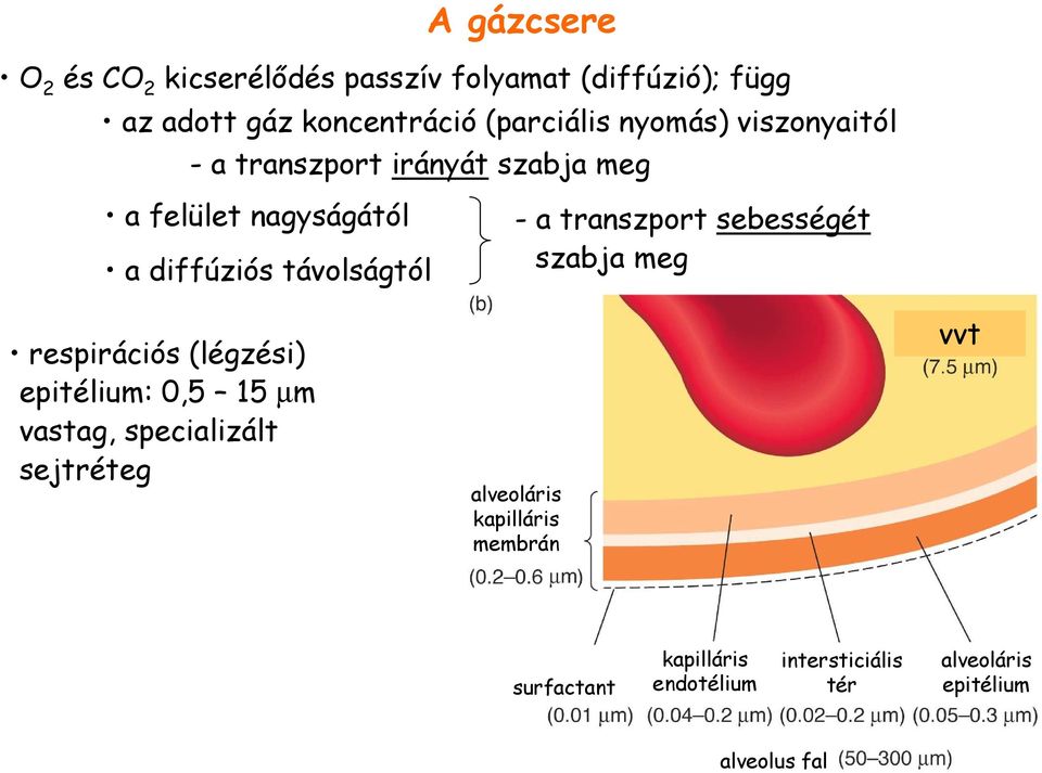 respirációs (légzési) epitélium: 0,5 15 µm vastag, specializált sejtréteg - a transzport sebességét szabja