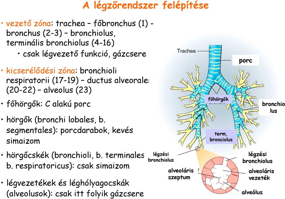 segmentales): porcdarabok, kevés simaizom hörgıcskék (bronchioli, b. terminales, b.