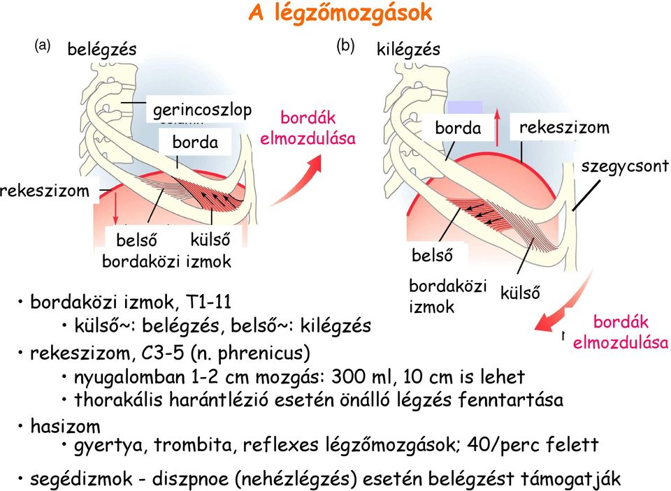 phrenicus) nyugalomban 1-2 cm mozgás: 300 ml, 10 cm is lehet thorakális harántlézió esetén önálló légzés fenntartása hasizom