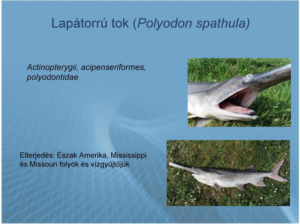 polyodontidae Elterjedés: Észak