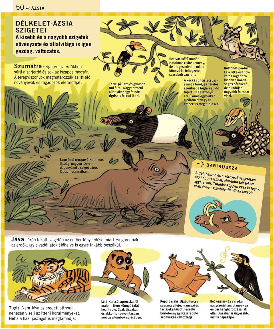 Szarvascsôrû madár Hatalmas csôre kemény, de üreges mivolta miatt könnyû is. Jellegzetes szarubúb van rajta. A kockás piton lecsuszszant a fáról, és halálos szorításba fogta a süldô tapírt.