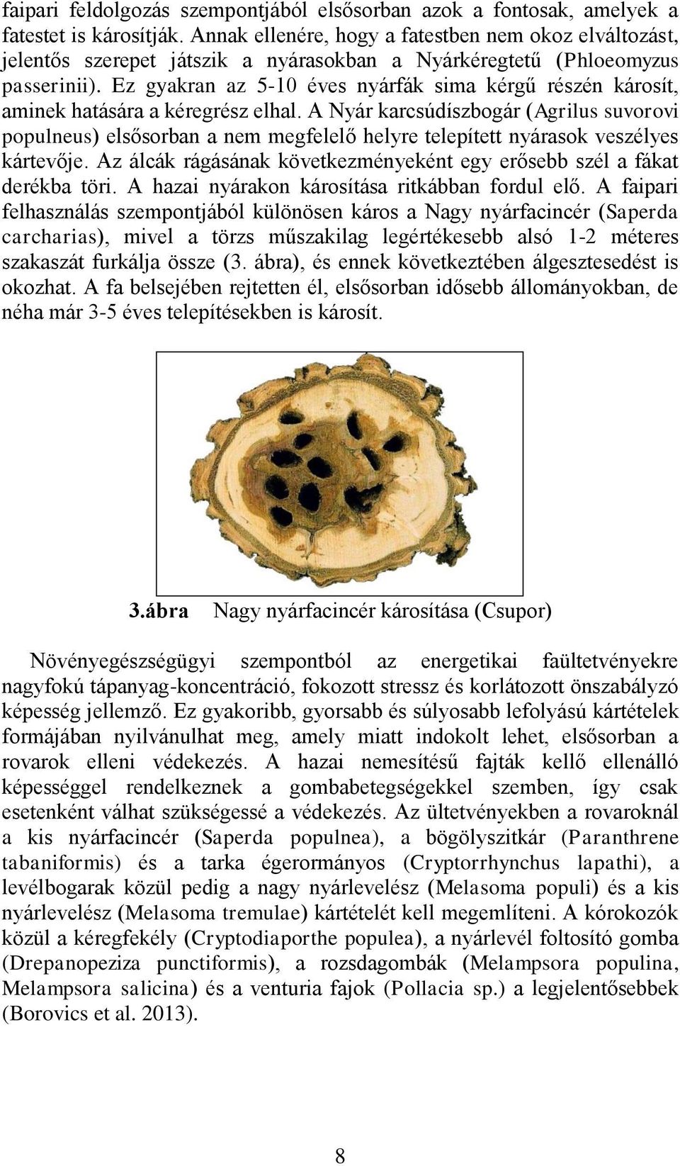 Ez gyakran az 5-10 éves nyárfák sima kérgű részén károsít, aminek hatására a kéregrész elhal.