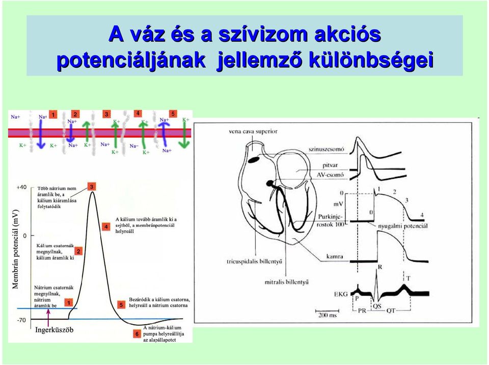 potenciáljának