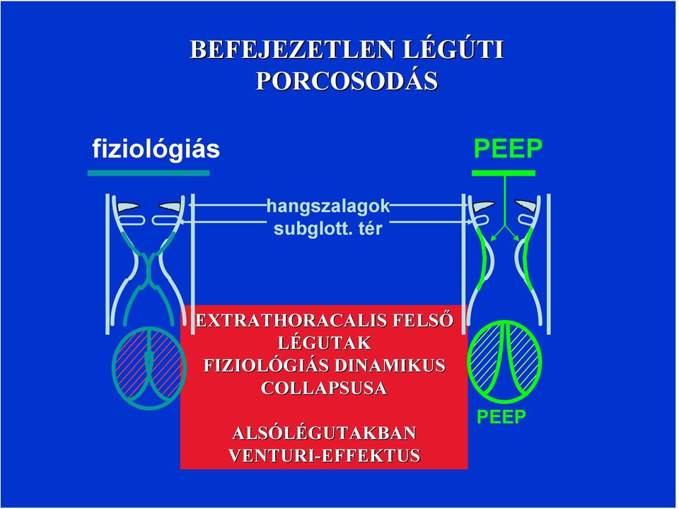tér EXTRATHORACALIS FELSŐ LÉGUTAK FIZIOLÓGIÁS