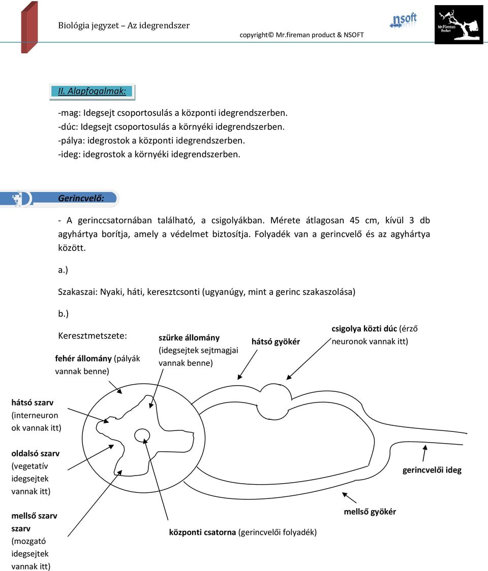 Folyadék van a gerincvelő és az agyhártya között. a.) Szakaszai: Nyaki, háti, keresztcsonti (ugyanúgy, mint a gerinc szakaszolása) b.