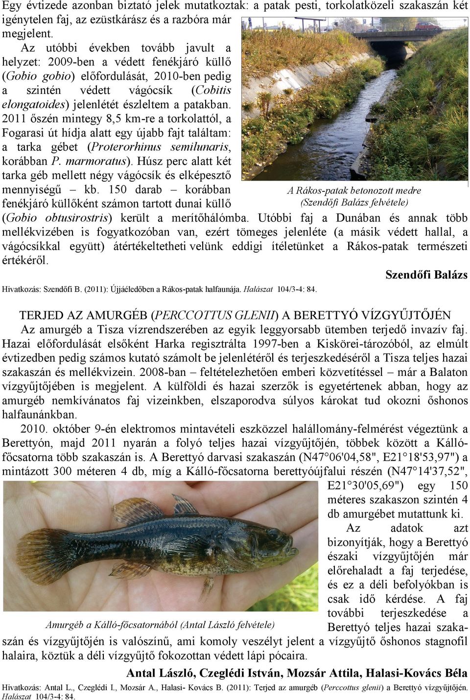 patakban. 2011 őszén mintegy 8,5 km-re a torkolattól, a Fogarasi út hídja alatt egy újabb fajt találtam: a tarka gébet (Proterorhinus semilunaris, korábban P. marmoratus).