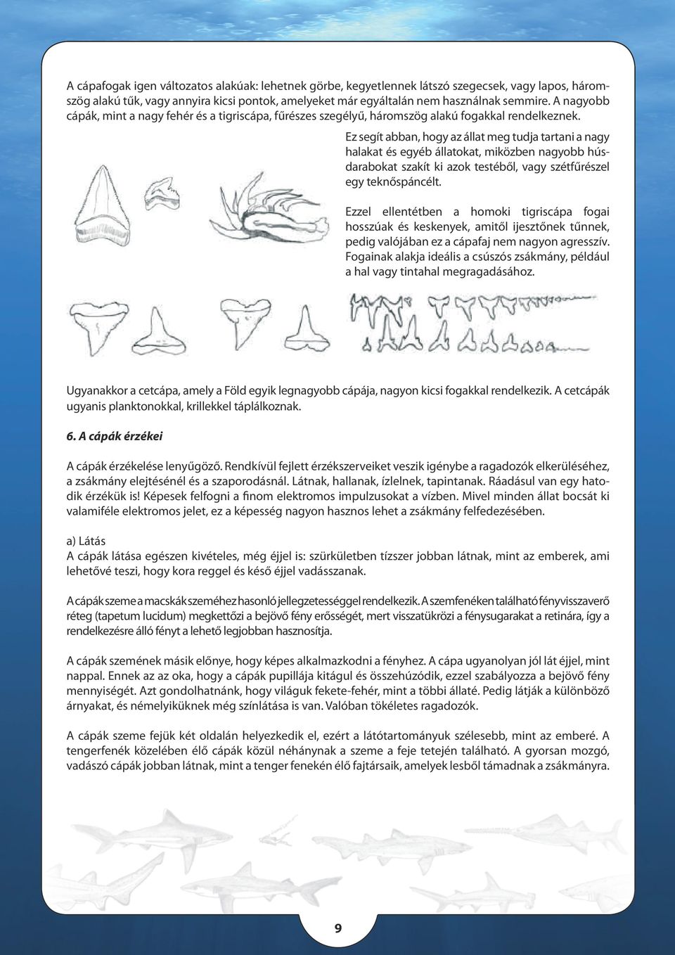 Ez segít abban, hogy az állat meg tudja tartani a nagy halakat és egyéb állatokat, miközben nagyobb húsdarabokat szakít ki azok testéből, vagy szétfűrészel egy teknőspáncélt.