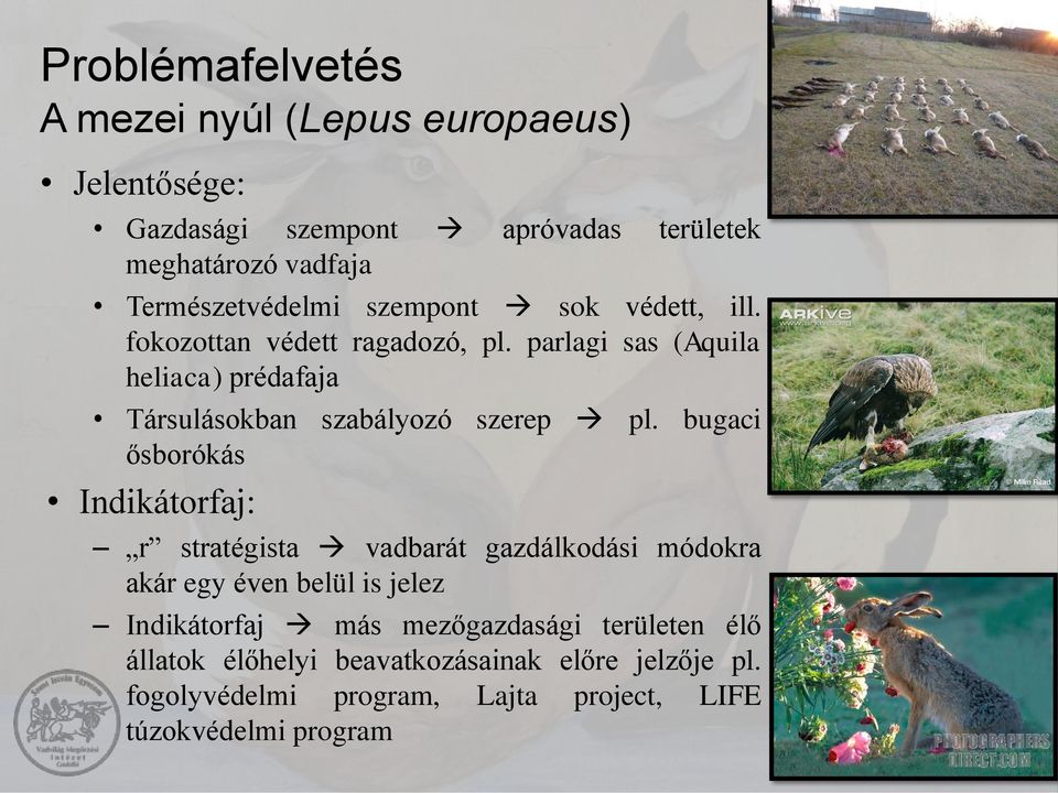 parlagi sas (Aquila heliaca) prédafaja Társulásokban szabályozó szerep pl.