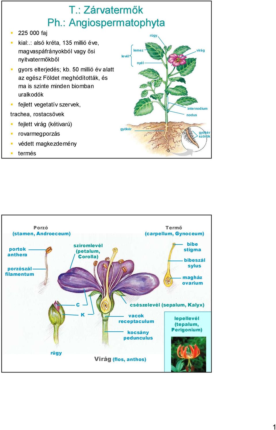 T.: Zárvatermők Ph.: Angiospermatophyta - PDF Ingyenes letöltés