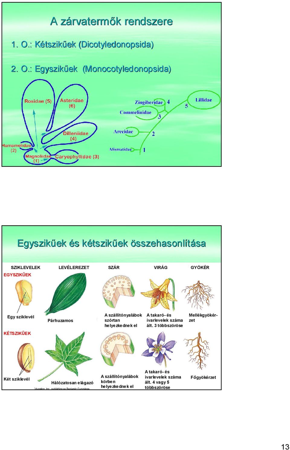 : Egyszikűek (Monocotyledonopsida( Monocotyledonopsida) Egyszikűek és kétszikűek összehasonlítása SZIKLEVELEK EGYSZIKŰEK LEVÉLEREZET