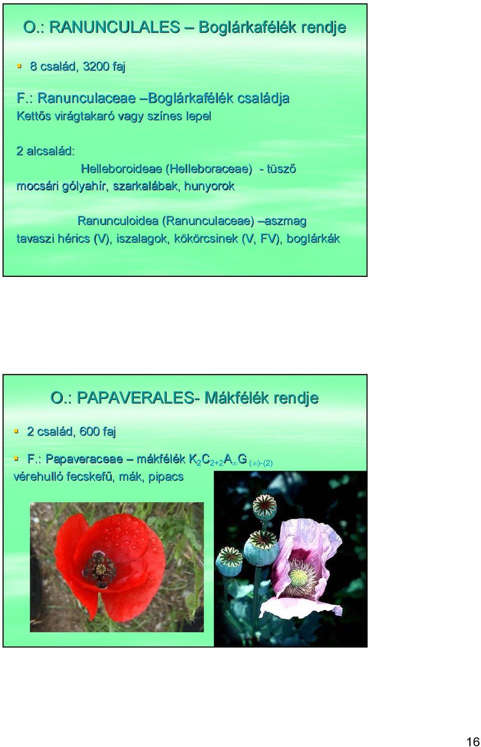 (Helleboraceae) - tüsző mocsári gólyahír, szarkalábak, hunyorok Ranunculoidea (Ranunculaceae) aszmag tavaszi