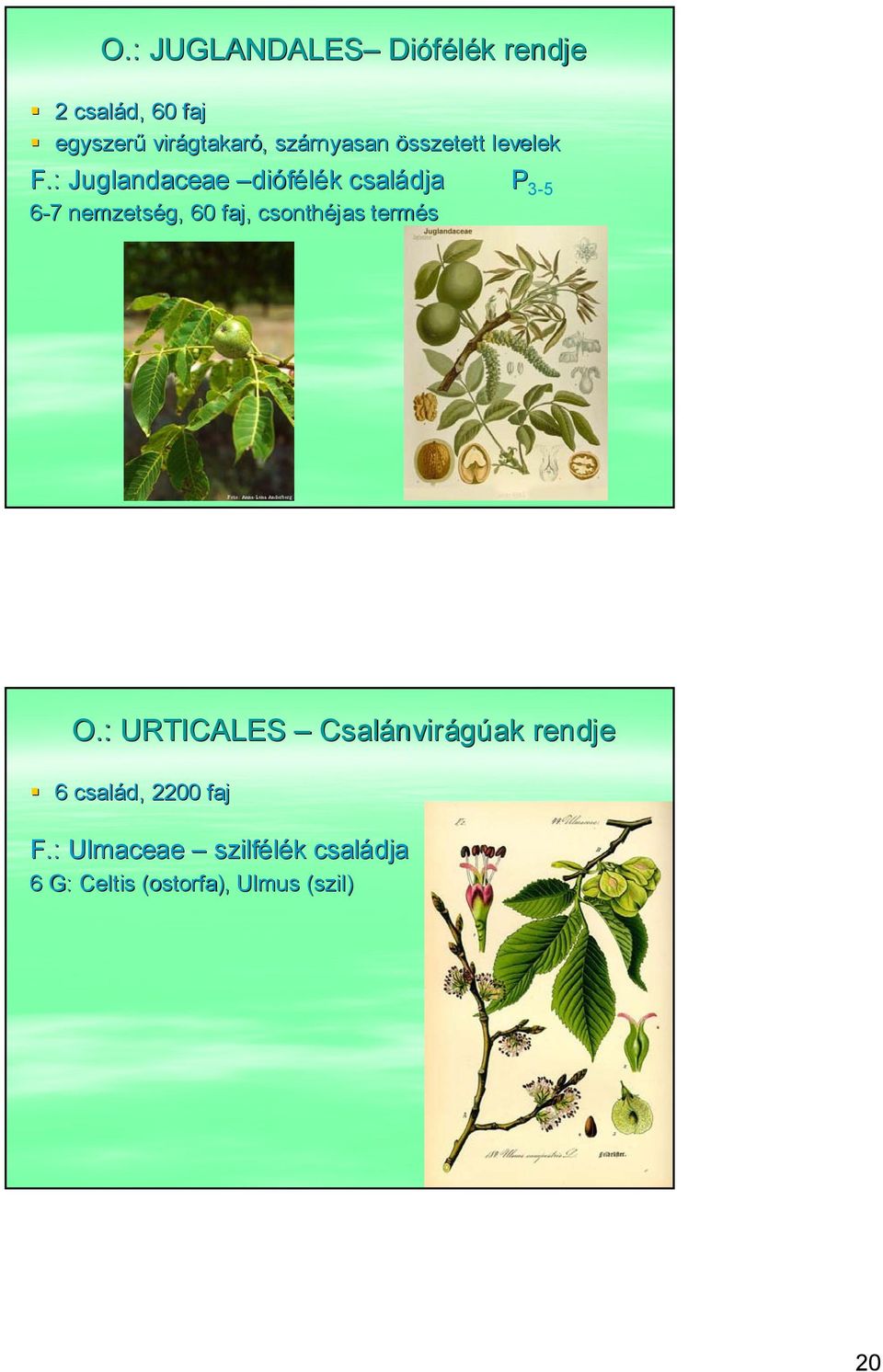 : Juglandaceae diófélék családja P 3-5 6-77 nemzetség, 60 faj, csonthéjas