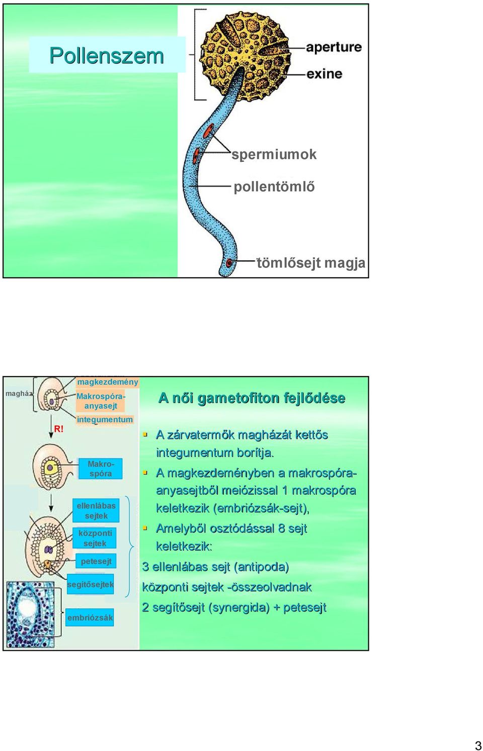 gametofiton fejlődése A zárvatermők magházát kettős integumentum borítja.