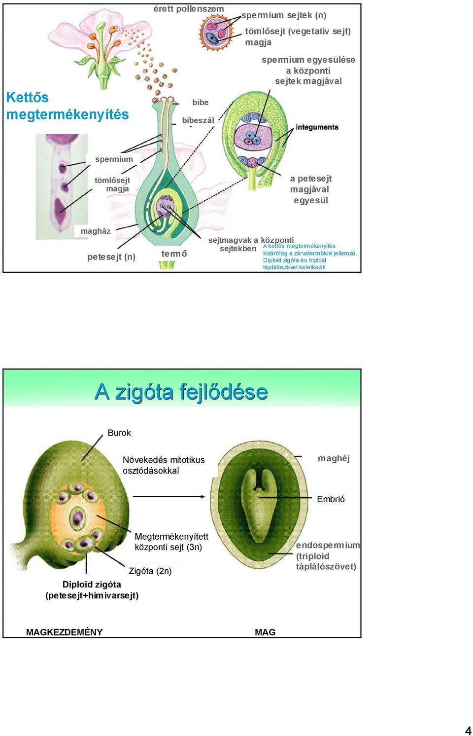 megtermékenyítés sejtekben kizárólag a zárvatermőkre jellemző.