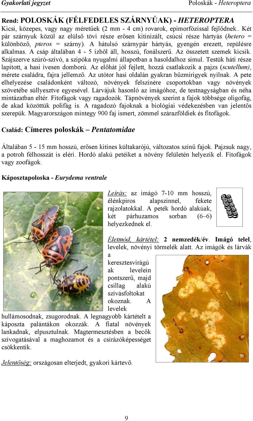 A csáp általában 4-5 ízből áll, hosszú, fonálszerű. Az összetett szemek kicsik. Szájszerve szúró-szívó, a szipóka nyugalmi állapotban a hasoldalhoz simul.