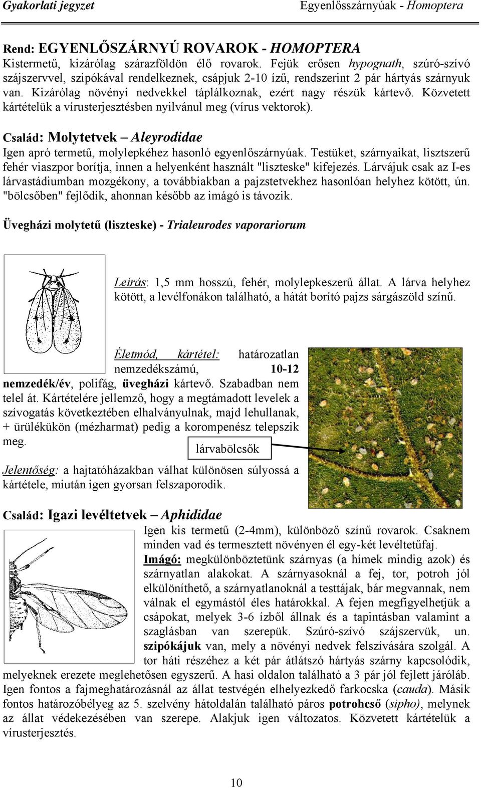 Kizárólag növényi nedvekkel táplálkoznak, ezért nagy részük kártevő. Közvetett kártételük a vírusterjesztésben nyilvánul meg (vírus vektorok).