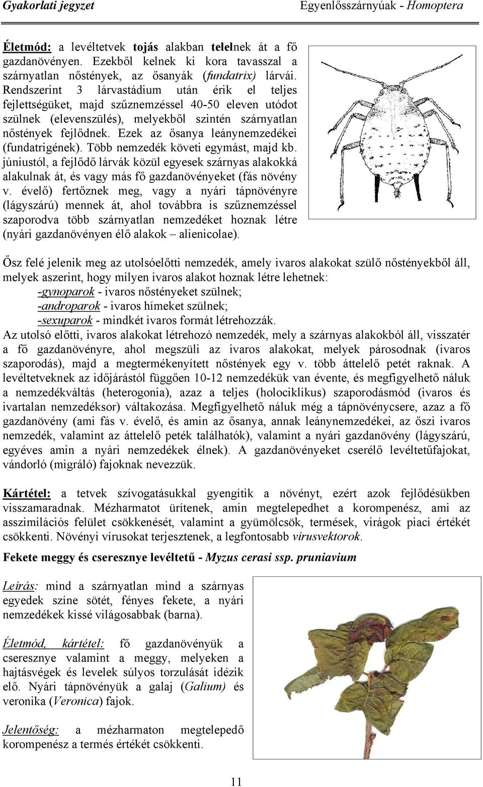 Ezek az ősanya leánynemzedékei (fundatrigének). Több nemzedék követi egymást, majd kb.