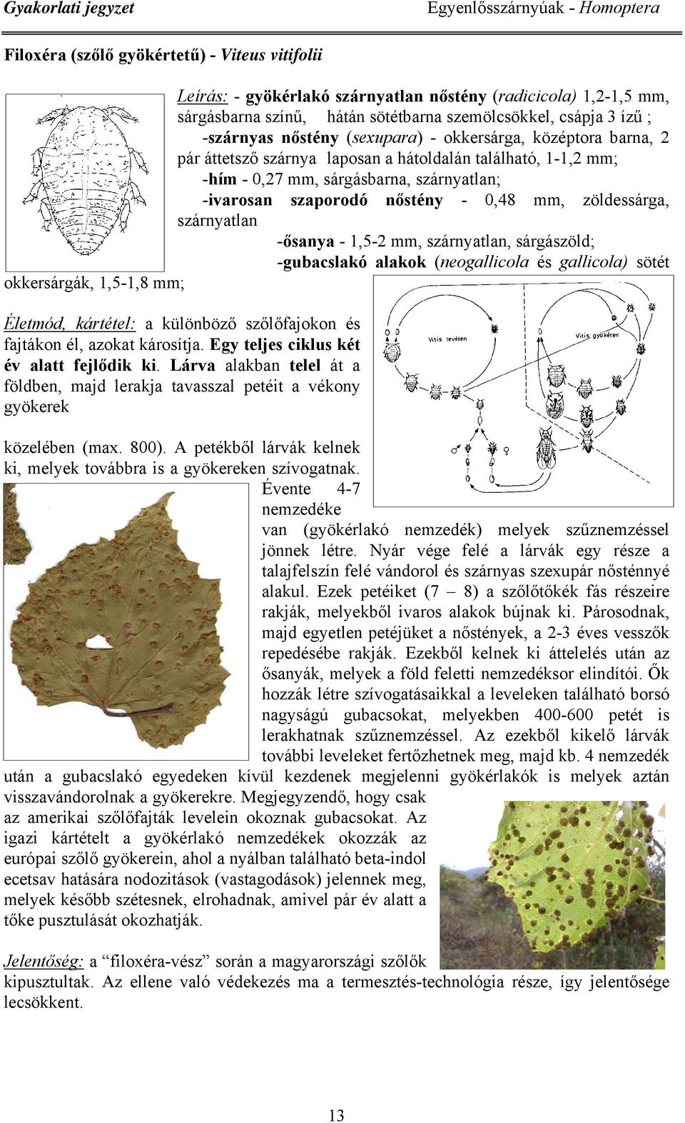 szaporodó nőstény - 0,48 mm, zöldessárga, szárnyatlan -ősanya - 1,5-2 mm, szárnyatlan, sárgászöld; -gubacslakó alakok (neogallicola és gallicola) sötét okkersárgák, 1,5-1,8 mm; Életmód, kártétel: a