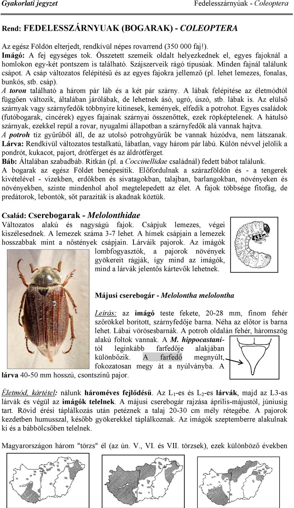 A csáp változatos felépítésű és az egyes fajokra jellemző (pl. lehet lemezes, fonalas, bunkós, stb. csáp). A toron található a három pár láb és a két pár szárny.
