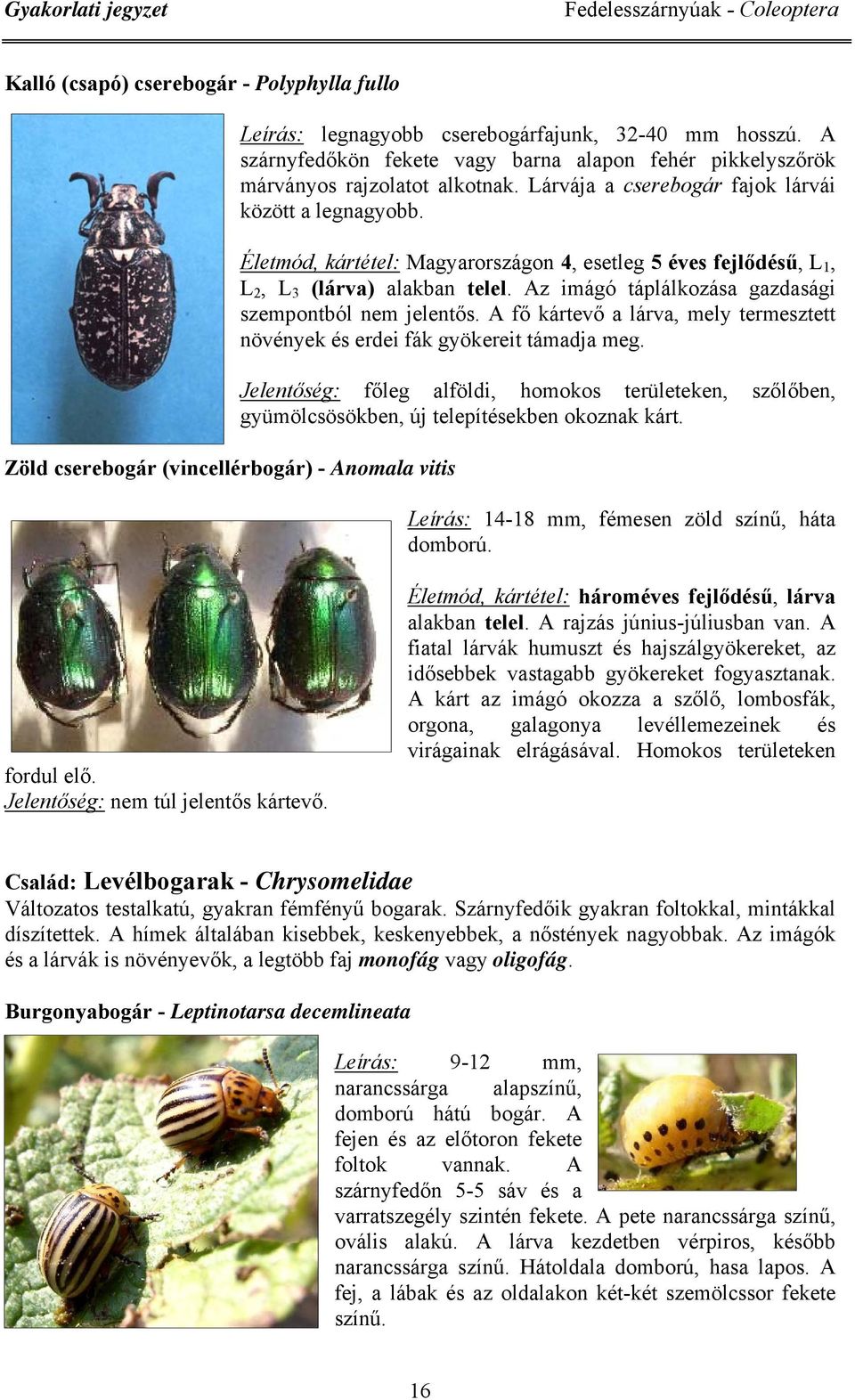 Életmód, kártétel: Magyarországon 4, esetleg 5 éves fejlődésű, L 1, L 2, L 3 (lárva) alakban telel. Az imágó táplálkozása gazdasági szempontból nem jelentős.