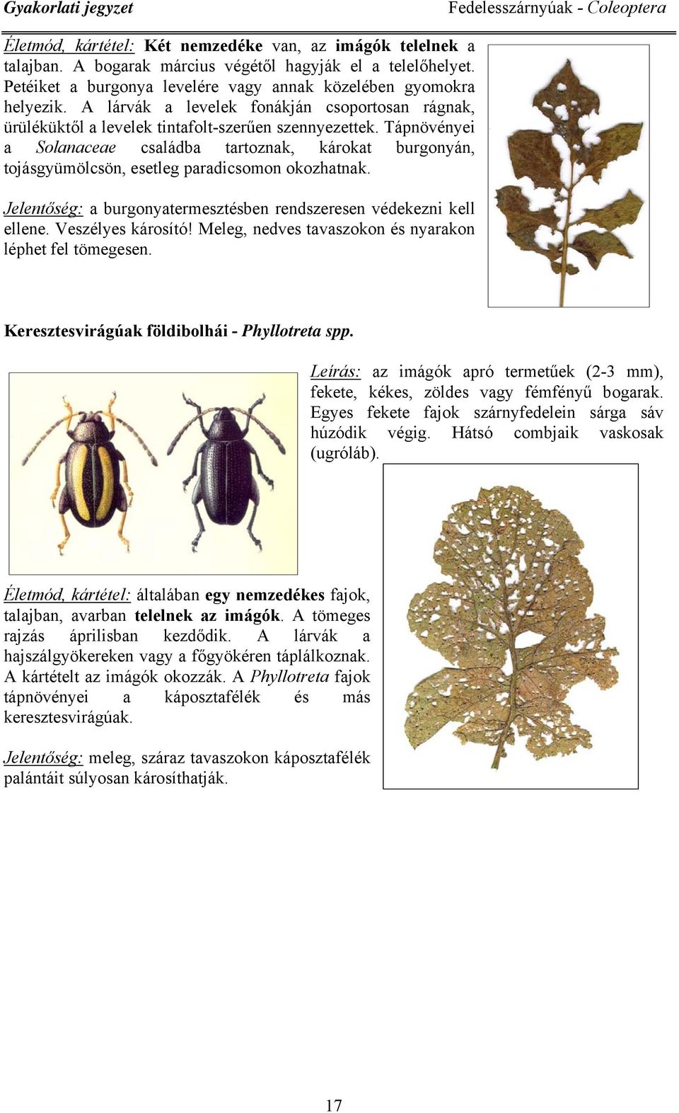Tápnövényei a Solanaceae családba tartoznak, károkat burgonyán, tojásgyümölcsön, esetleg paradicsomon okozhatnak. Jelentőség: a burgonyatermesztésben rendszeresen védekezni kell ellene.