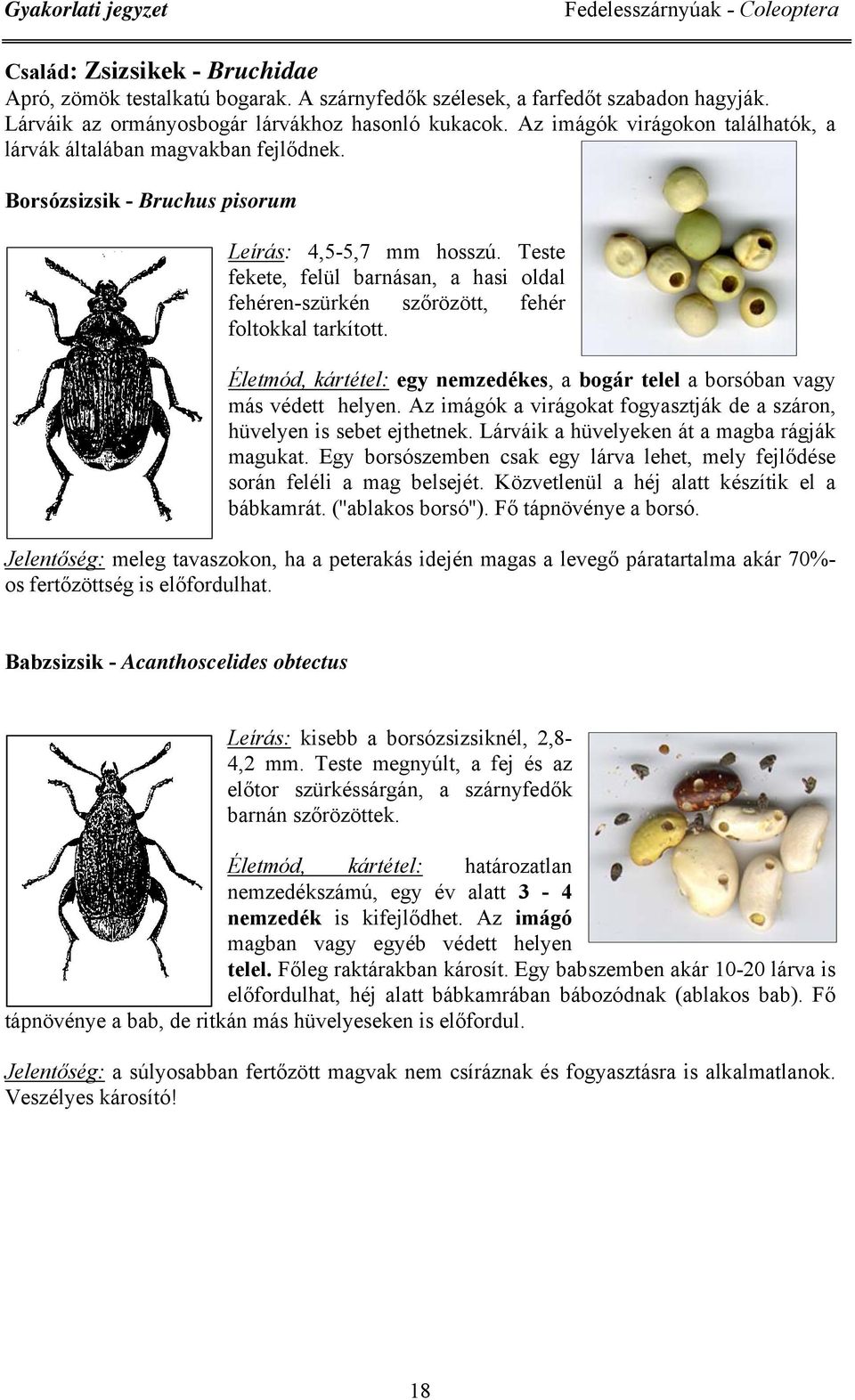 Teste fekete, felül barnásan, a hasi oldal fehéren-szürkén szőrözött, fehér foltokkal tarkított. Életmód, kártétel: egy nemzedékes, a bogár telel a borsóban vagy más védett helyen.