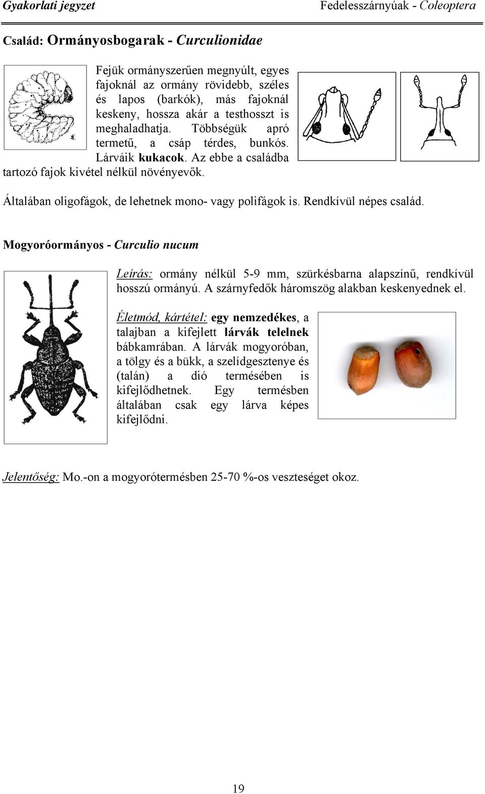 Általában oligofágok, de lehetnek mono- vagy polifágok is. Rendkívül népes család. Mogyoróormányos - Curculio nucum Leírás: ormány nélkül 5-9 mm, szürkésbarna alapszínű, rendkívül hosszú ormányú.