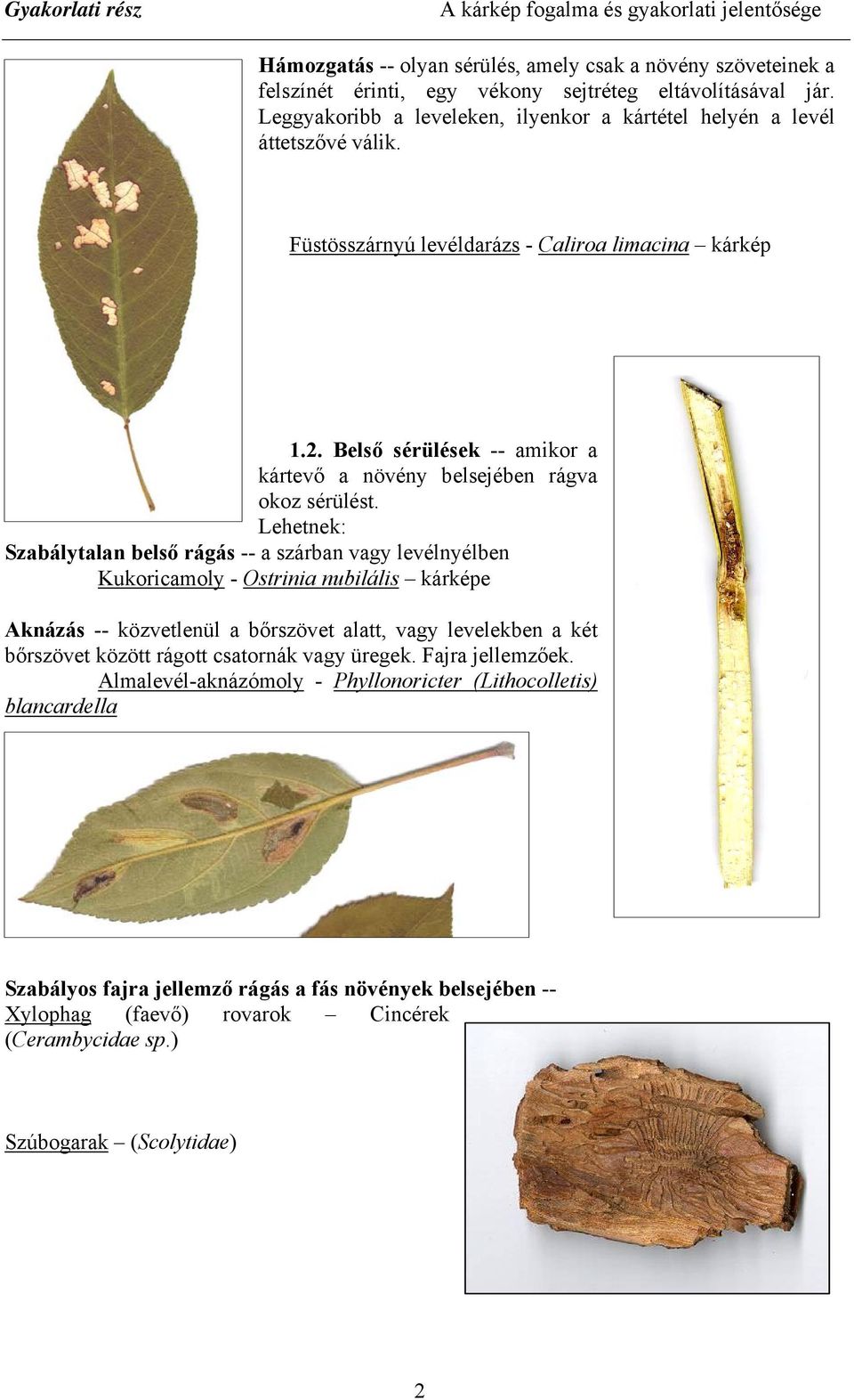 Belső sérülések -- amikor a kártevő a növény belsejében rágva okoz sérülést.