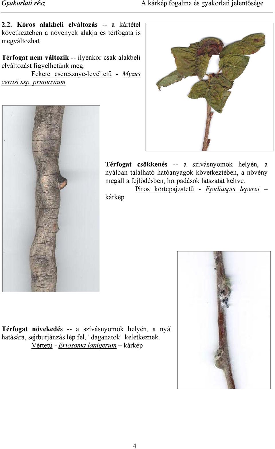 pruniavium Térfogat csökkenés -- a szivásnyomok helyén, a nyálban található hatóanyagok következtében, a növény megáll a fejlődésben, horpadások látszatát keltve.