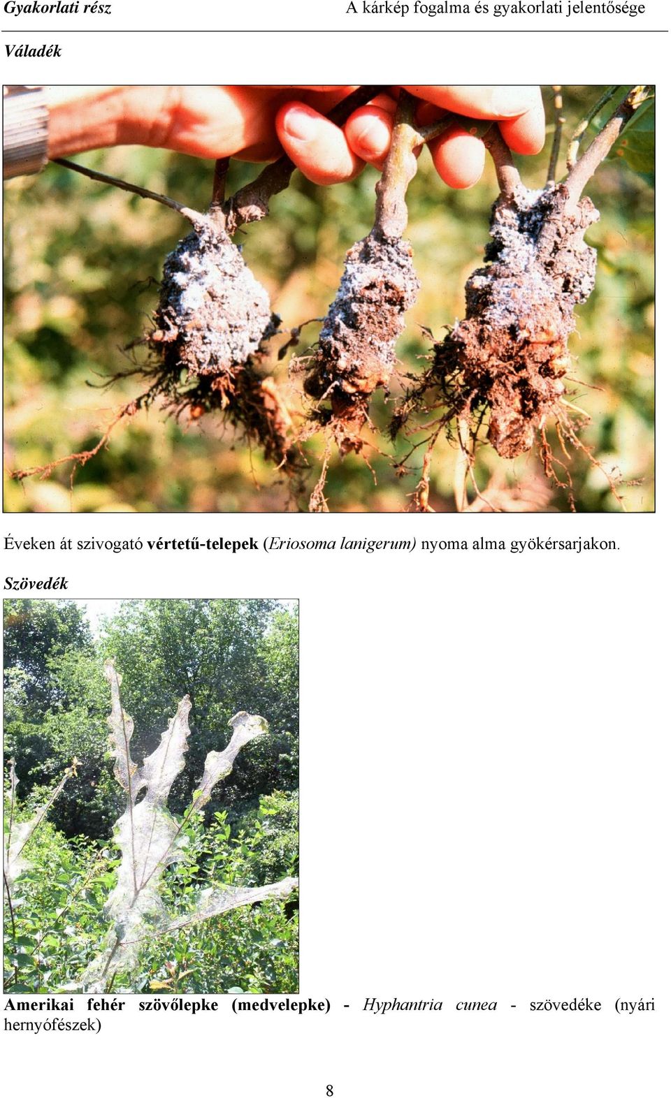 lanigerum) nyoma alma gyökérsarjakon.