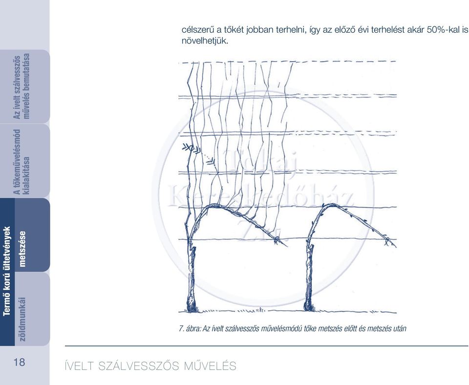 metszése zöldmunkái A tőkeművelésmód 7.