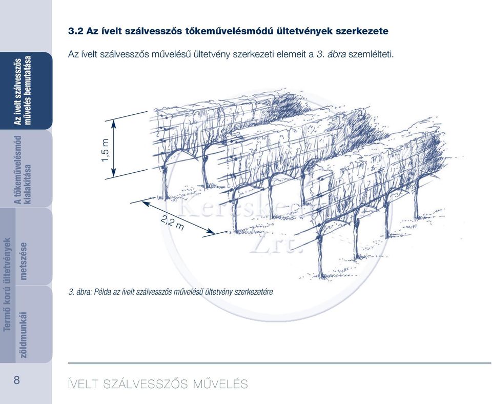 metszése A tőkeművelésmód 1,5 m 2,2 m zöldmunkái 3.