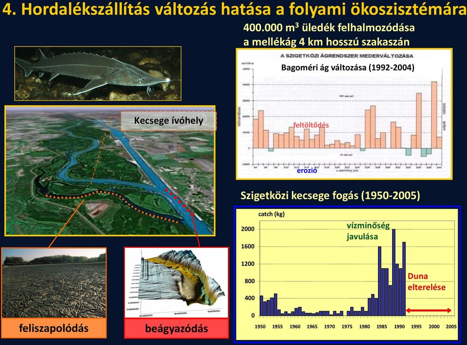 Kecsege ívóhely feltöltődés erozió Szigetközi kecsege fogás (1950-2005) 2000 1600 catch (kg)