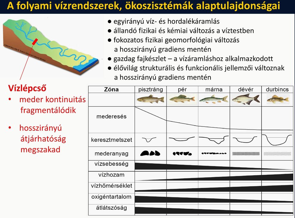 víztestben fokozatos fizikai geomorfológiai változás a hosszirányú gradiens mentén gazdag fajkészlet a