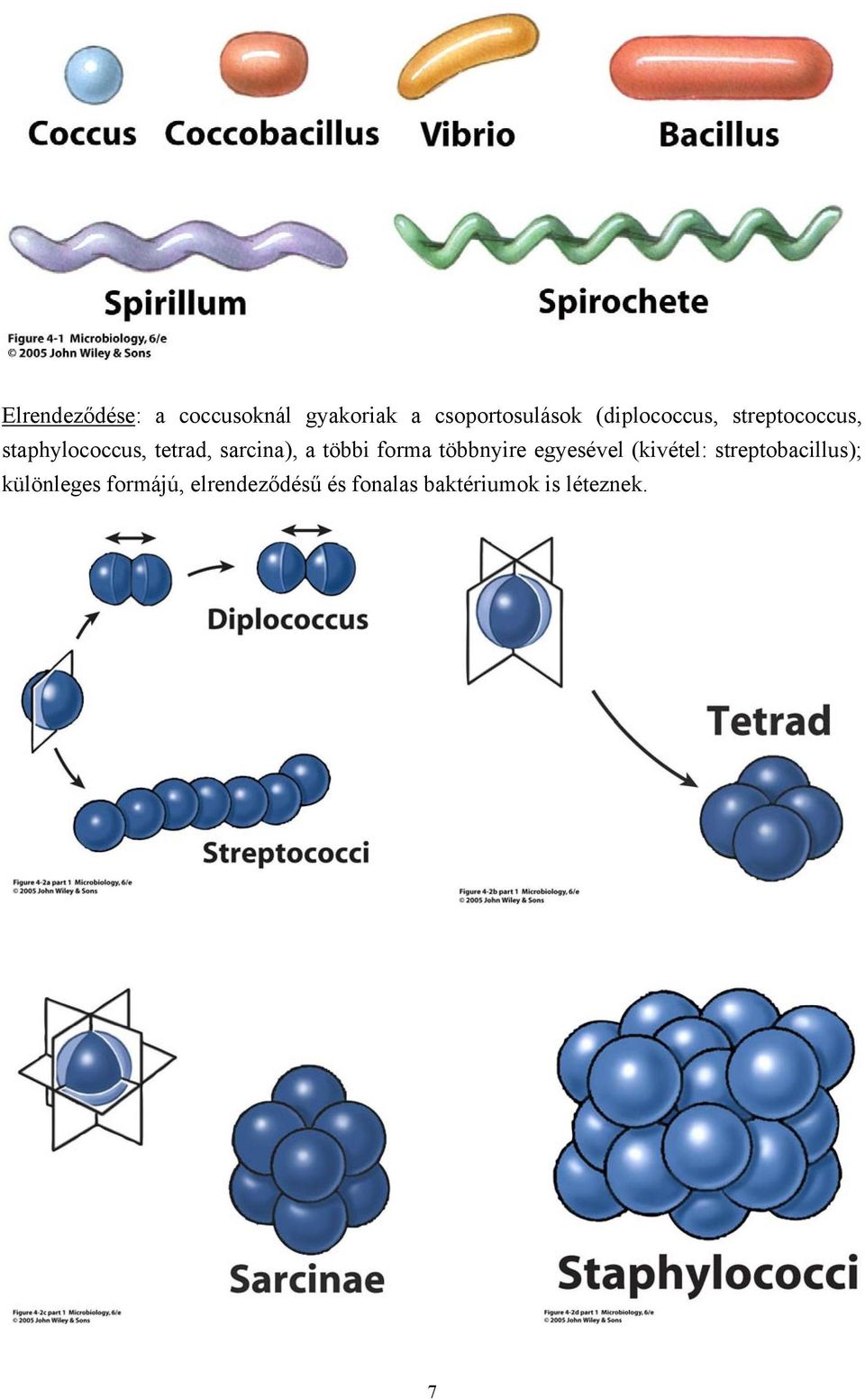 a többi forma többnyire egyesével (kivétel: streptobacillus);