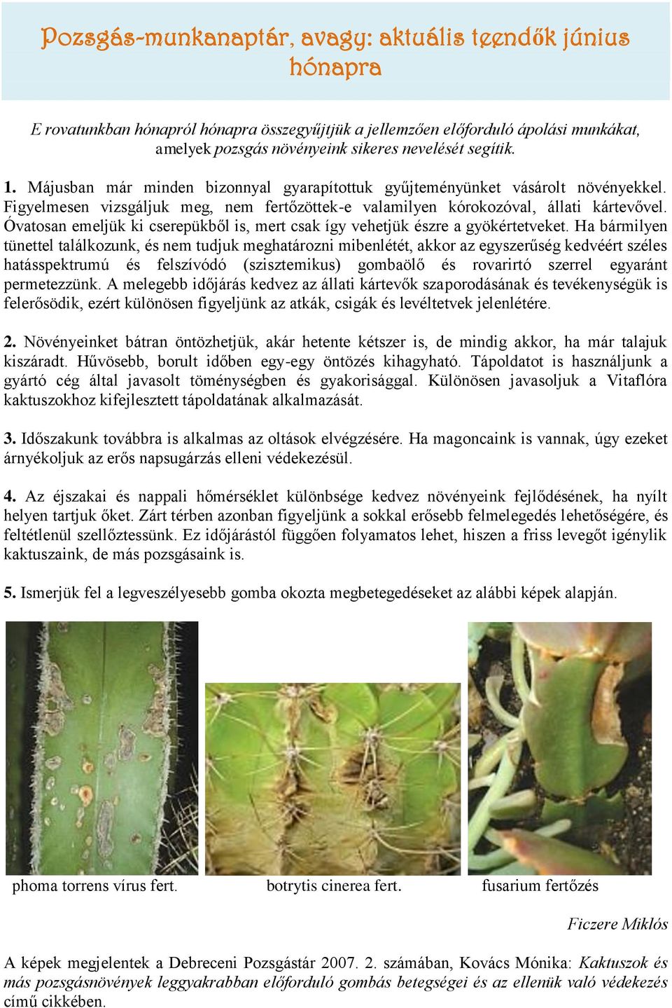 Óvatosan emeljük ki cserepükből is, mert csak így vehetjük észre a gyökértetveket.