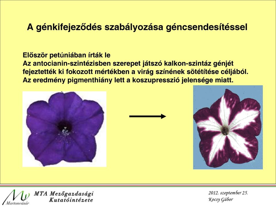 génjét fejeztették ki fokozott mértékben a virág színének sötétítése